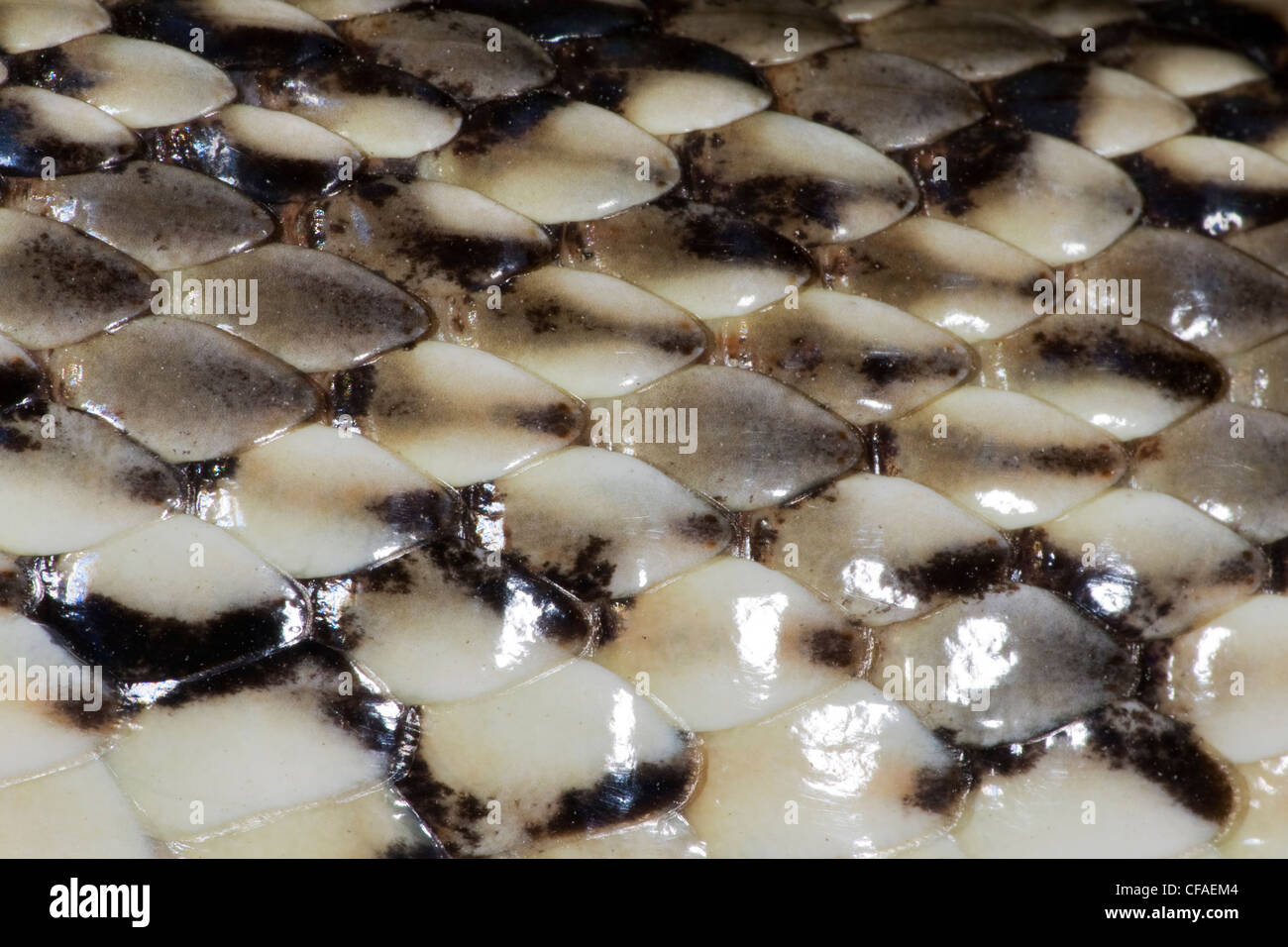 Road-killed bull snake (Pituophis catenifer sayi), detail of scales ...