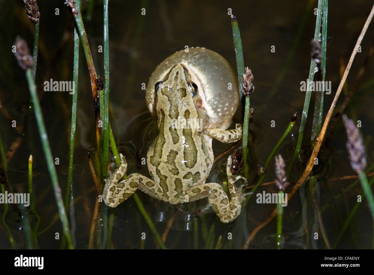 Chorus frog Pseudacris triseriata male vocal sac Stock Photo Alamy