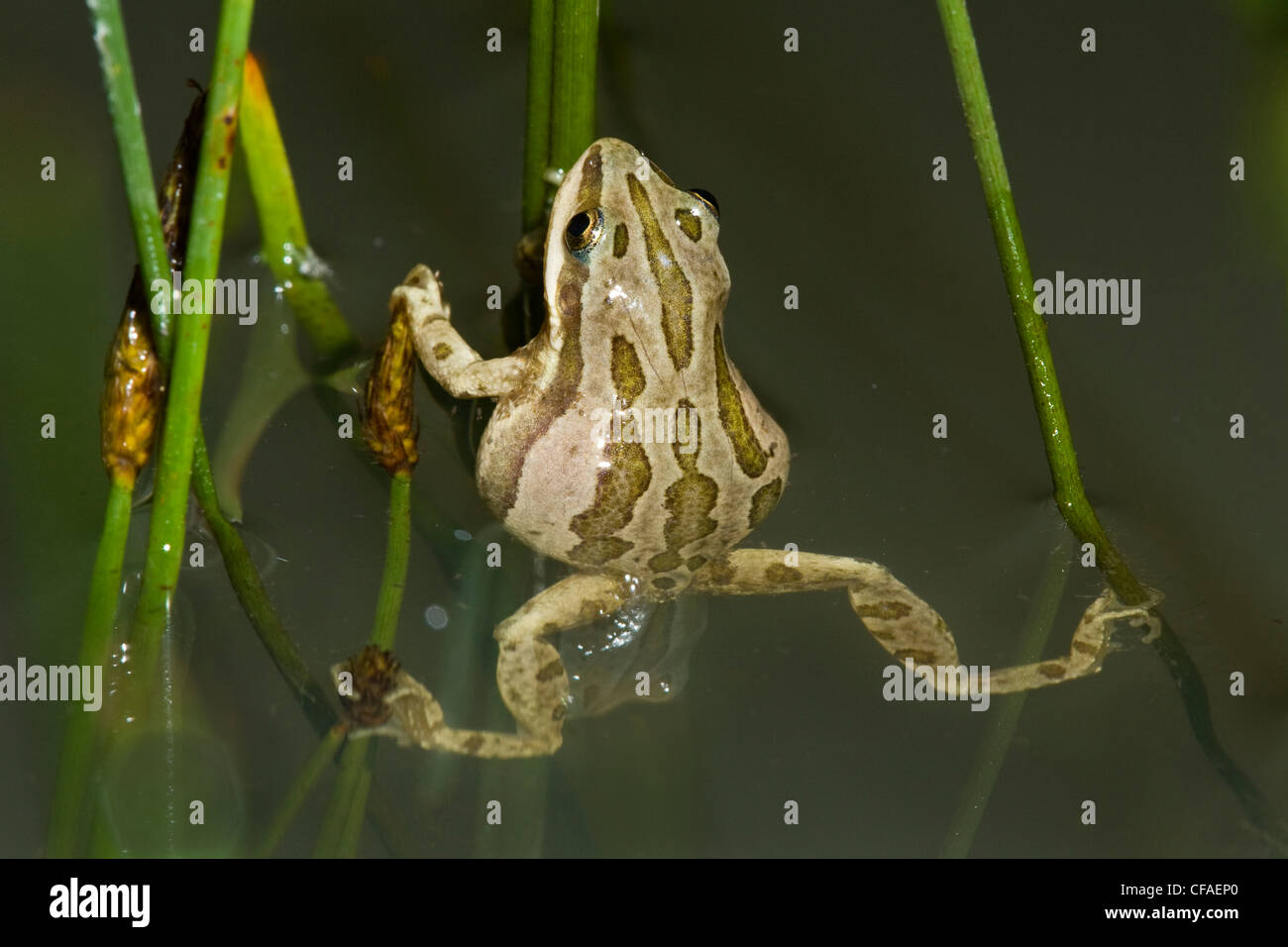 Freshwater frog hi-res stock photography and images - Page 17 - Alamy