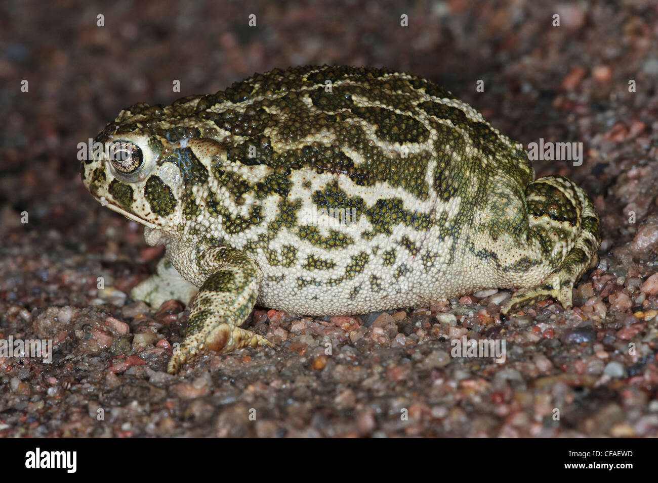 Great plains toad (Bufo cognatus), inflated defence posture, near Pawnee National Grassland, Colorado. Stock Photo