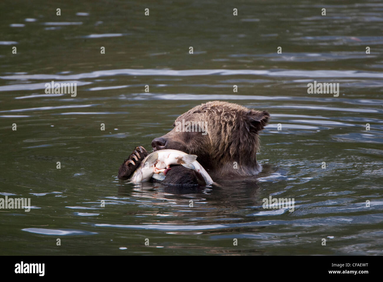 Grizzly bear (Ursus arctos horriblis), four year old cub with salmon (Oncorhynchus sp.), coastal British Columbia. Stock Photo