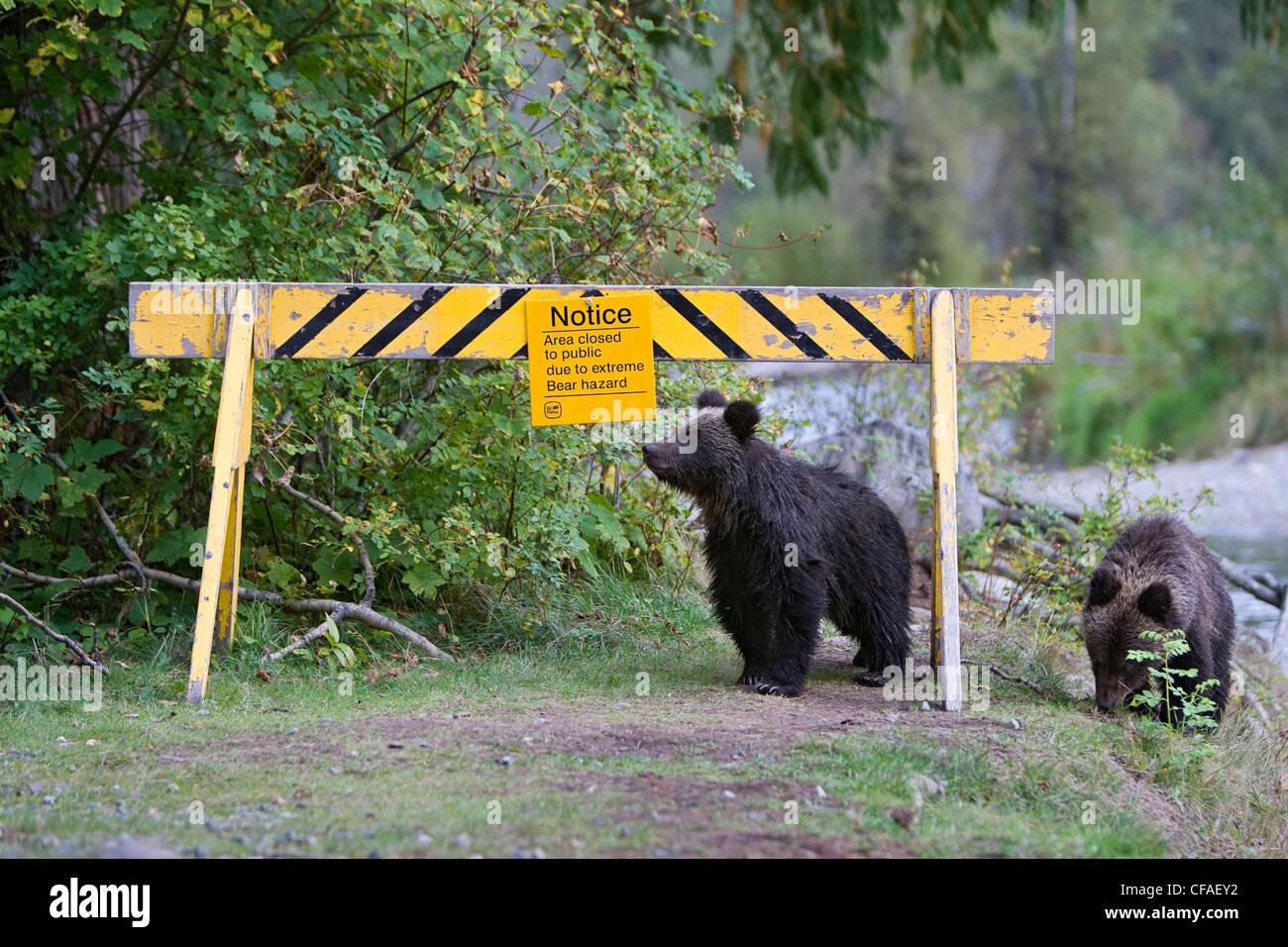 Grizzly bear (Ursus arctos horriblis), cubs of the year at bear hazard warning sign, coastal British Columbia. Stock Photo