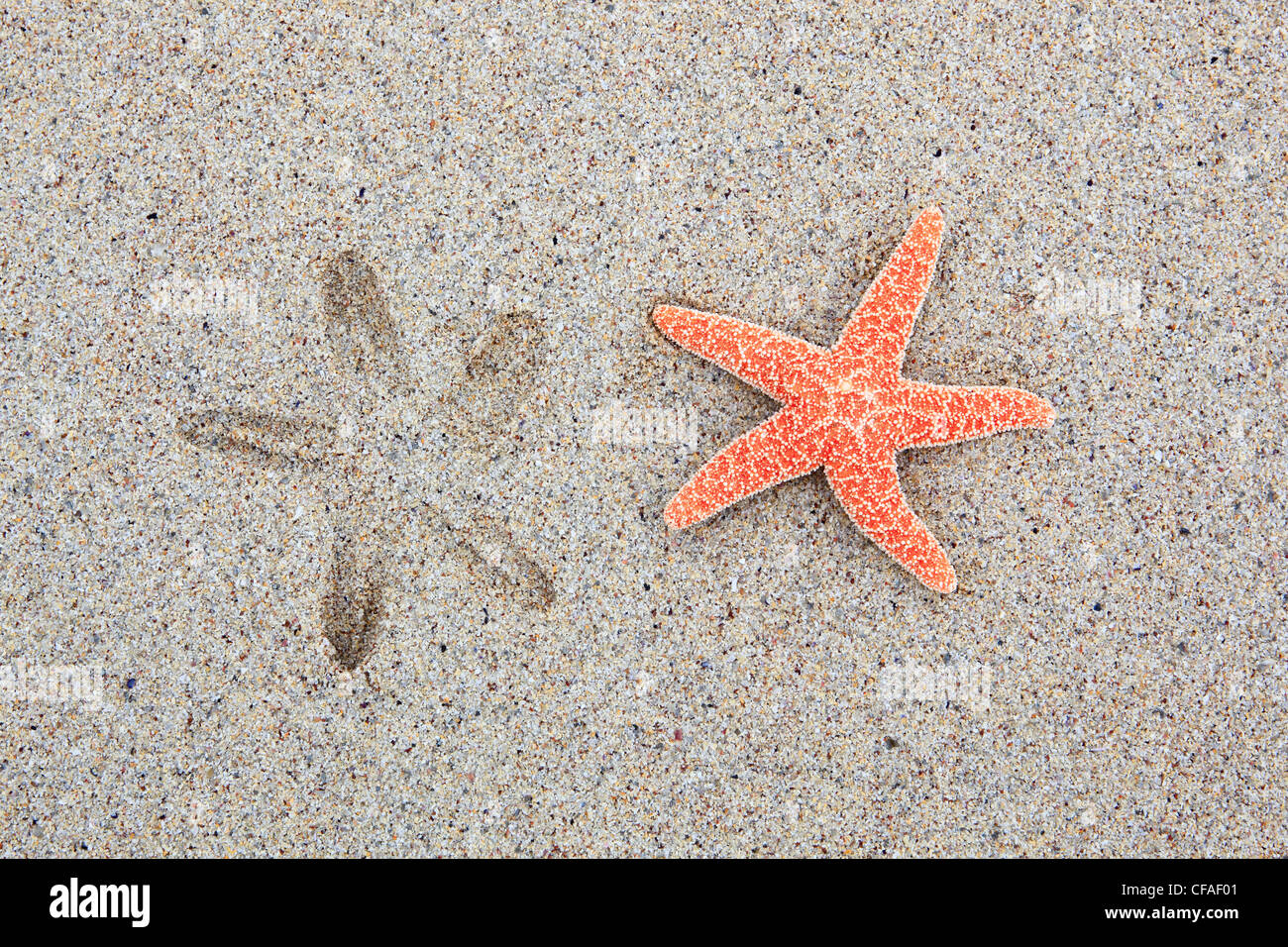 Great Britain, coast, sea, marine animal, nature, North Sea, sand, sand beach, Scotland, starfishes, beach, seashore, Sutherland Stock Photo