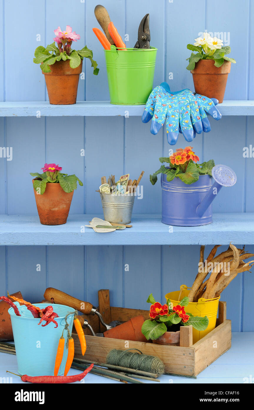 Springtime potting shed scene with shelves containing Primroses, colourful garden buckets and gardening bits and pieces. Stock Photo