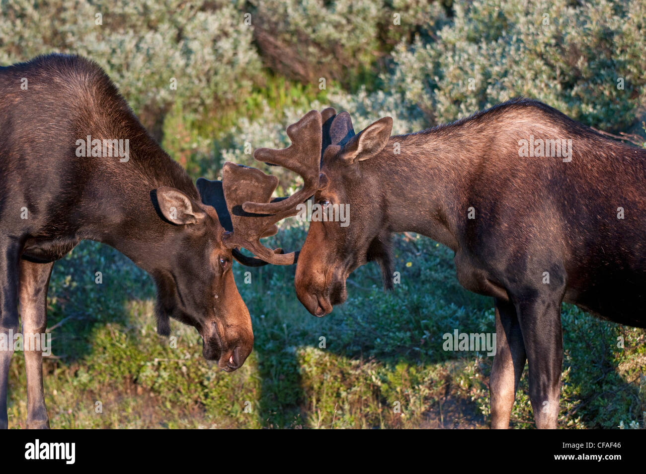 Moose (Alces alces shirasi), young bulls gently sparring, Roosevelt National Forest, Colorado. Stock Photo