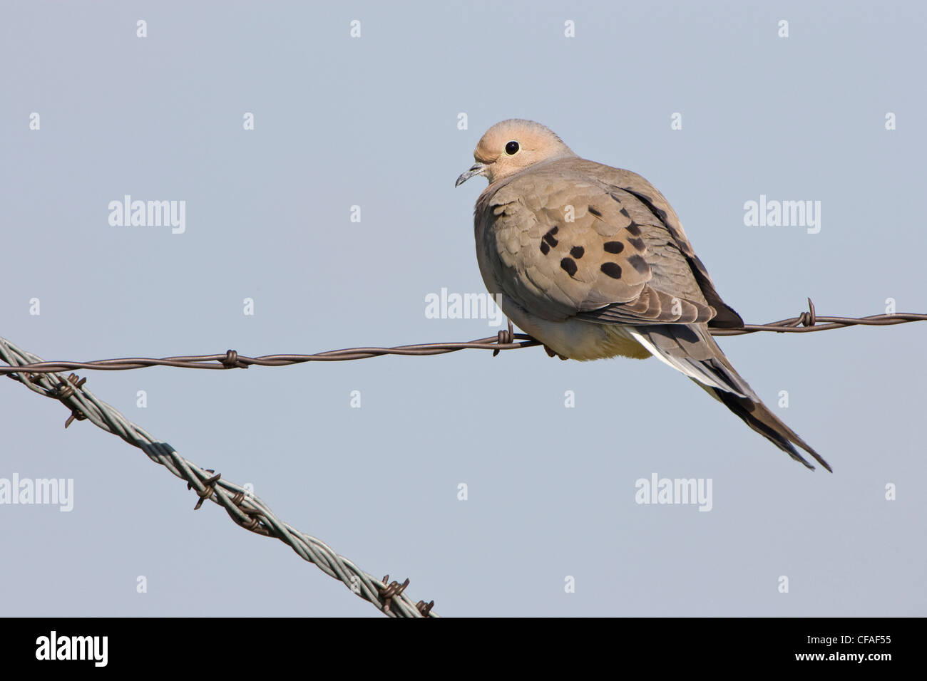 Mourning dove (Zenaida macroura), Pawnee National Grassland, Colorado
