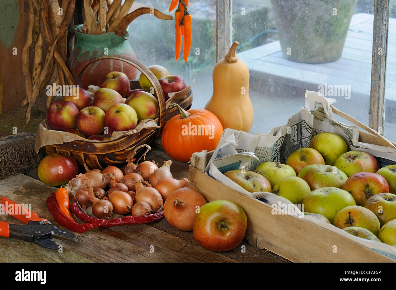 Garden potting shed bench in autumn with stored apples, runner bean seed, chillies and squashes, UK, October Stock Photo