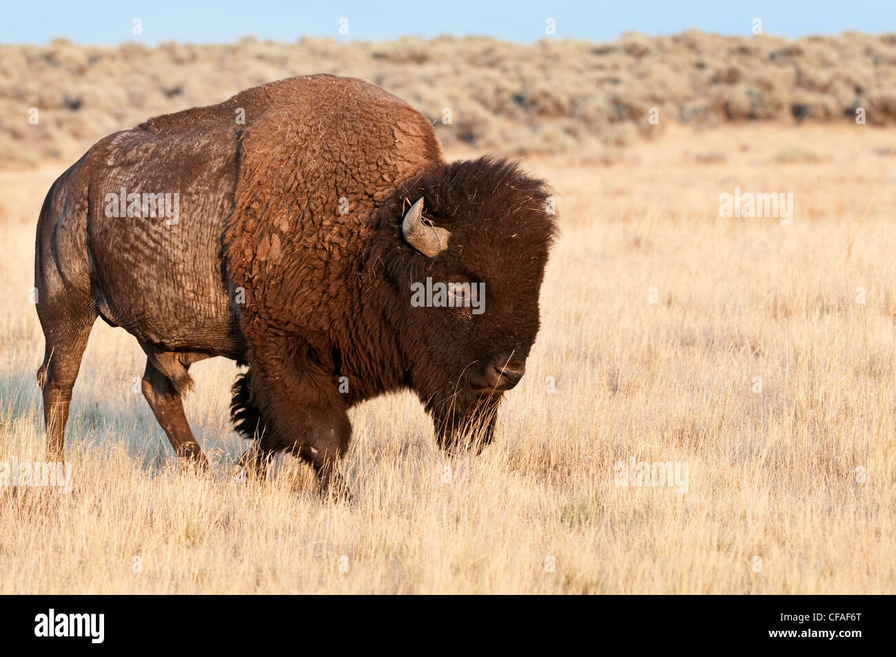 Plains bison (Bison bison bison), bull, Antelope Island, Utah Stock