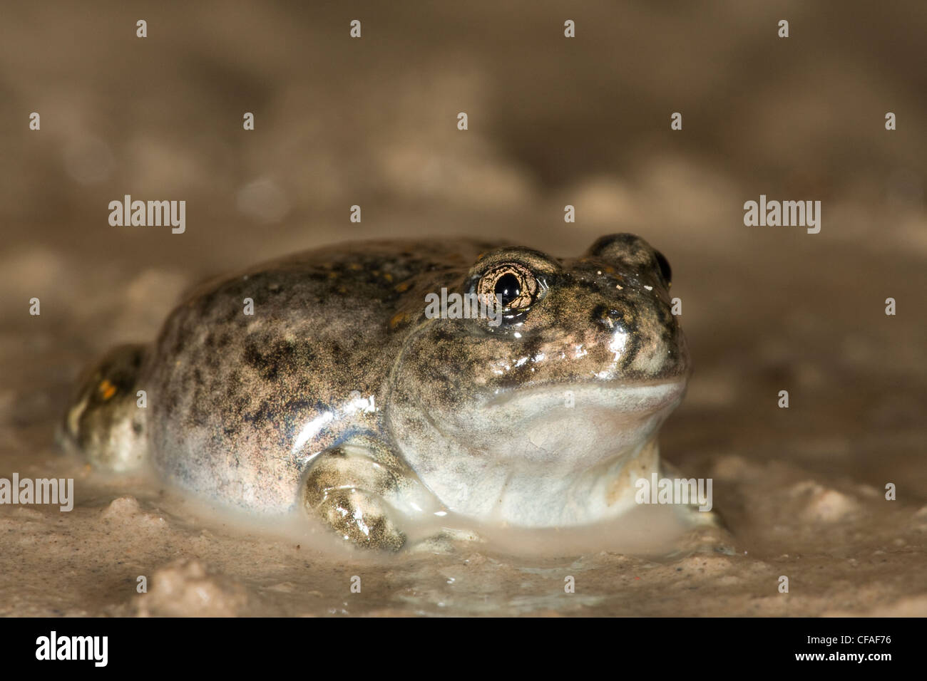 Plains spadefoot toad (Spea bombifrons), just transformed from tadpole