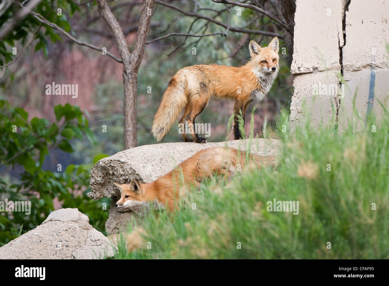 Red fox Vulpes vulpes adult top kit Golden Stock Photo