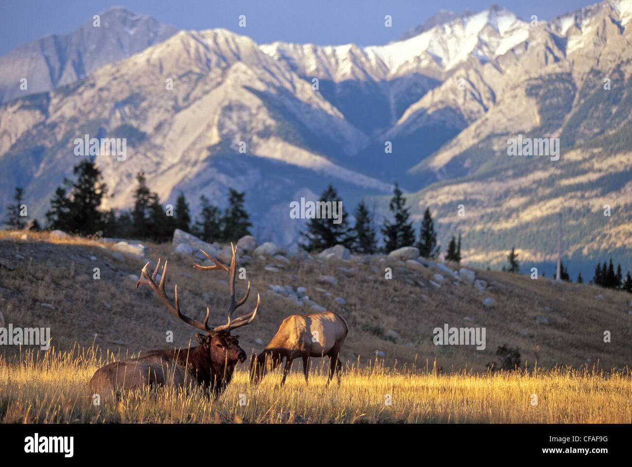 Male elk watches over grazing female elk, Jasper National Park, Alberta, Canada. Stock Photo