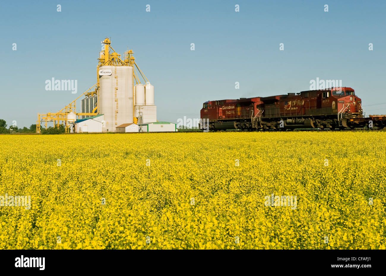 locomotives pass a canola field and inland grain terminal near Portage la Prairie, Manitoba, Canada Stock Photo