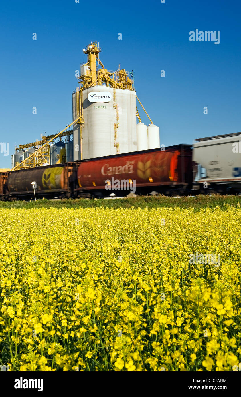 rail grian hopper cars pass a canola field and inland grain terminal near Portage la Prairie, Manitoba, Canada Stock Photo