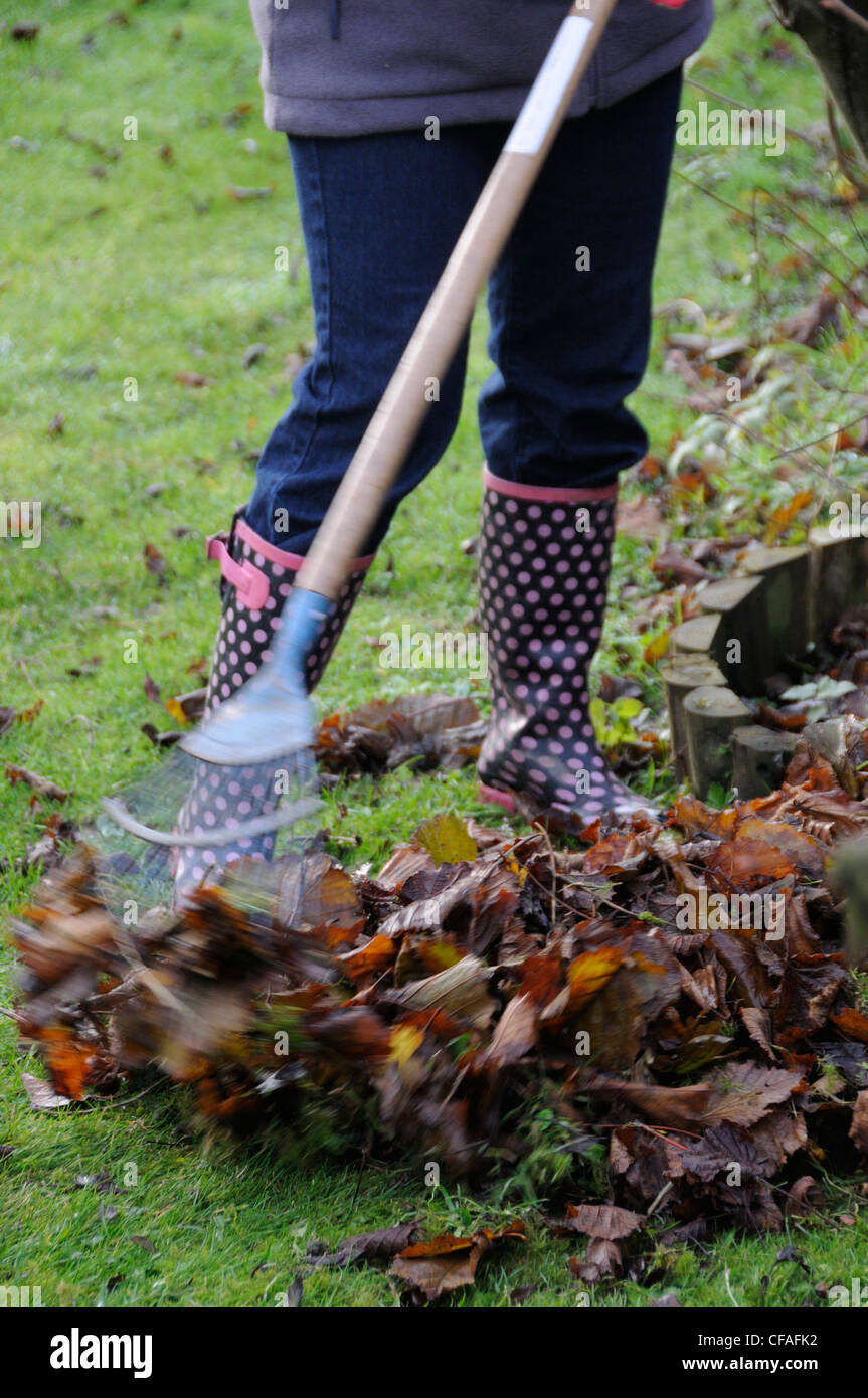 Gardener raking leaves off lawn Stock Photo Alamy