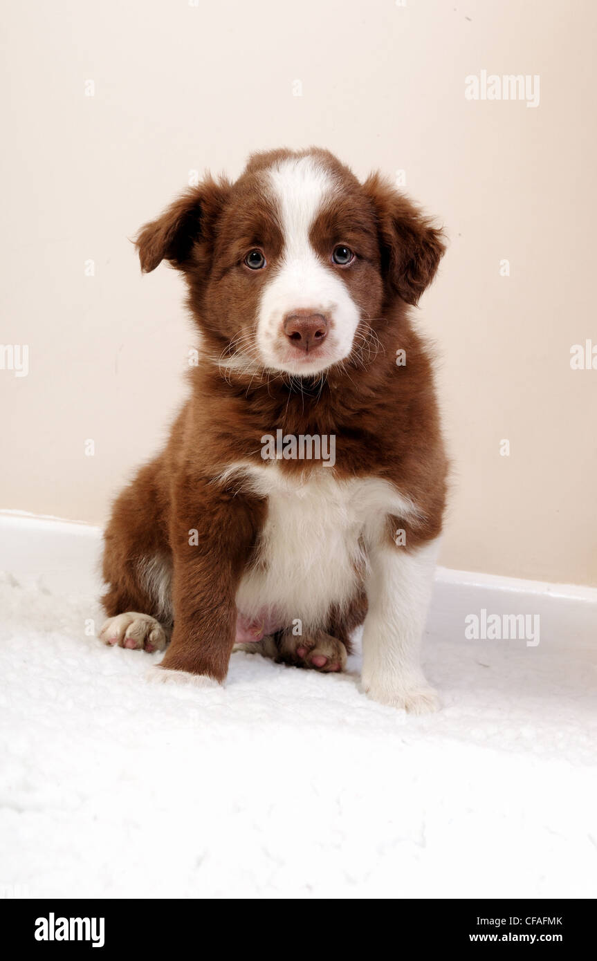 border-collie-pups-hi-res-stock-photography-and-images-alamy