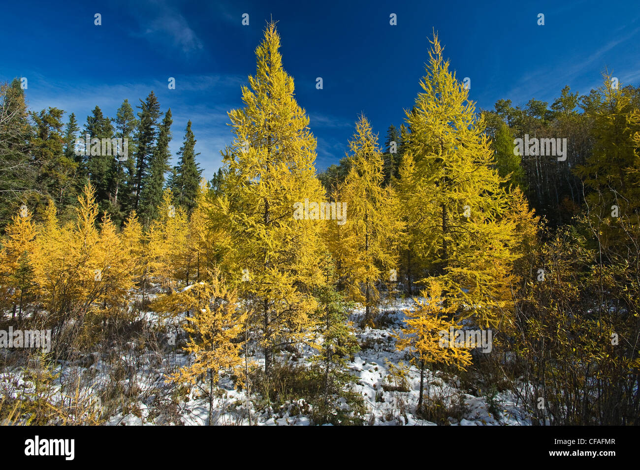 Tamarack Tree Fall Color Tamarack trees canada hi-res stock photography and images - Alamy