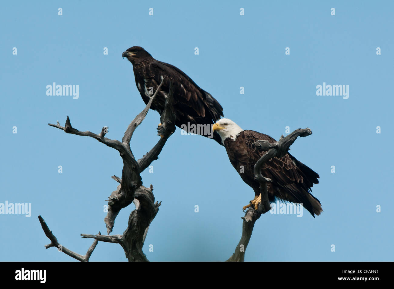 american bald eagle and chick perched in a tree Stock Photo