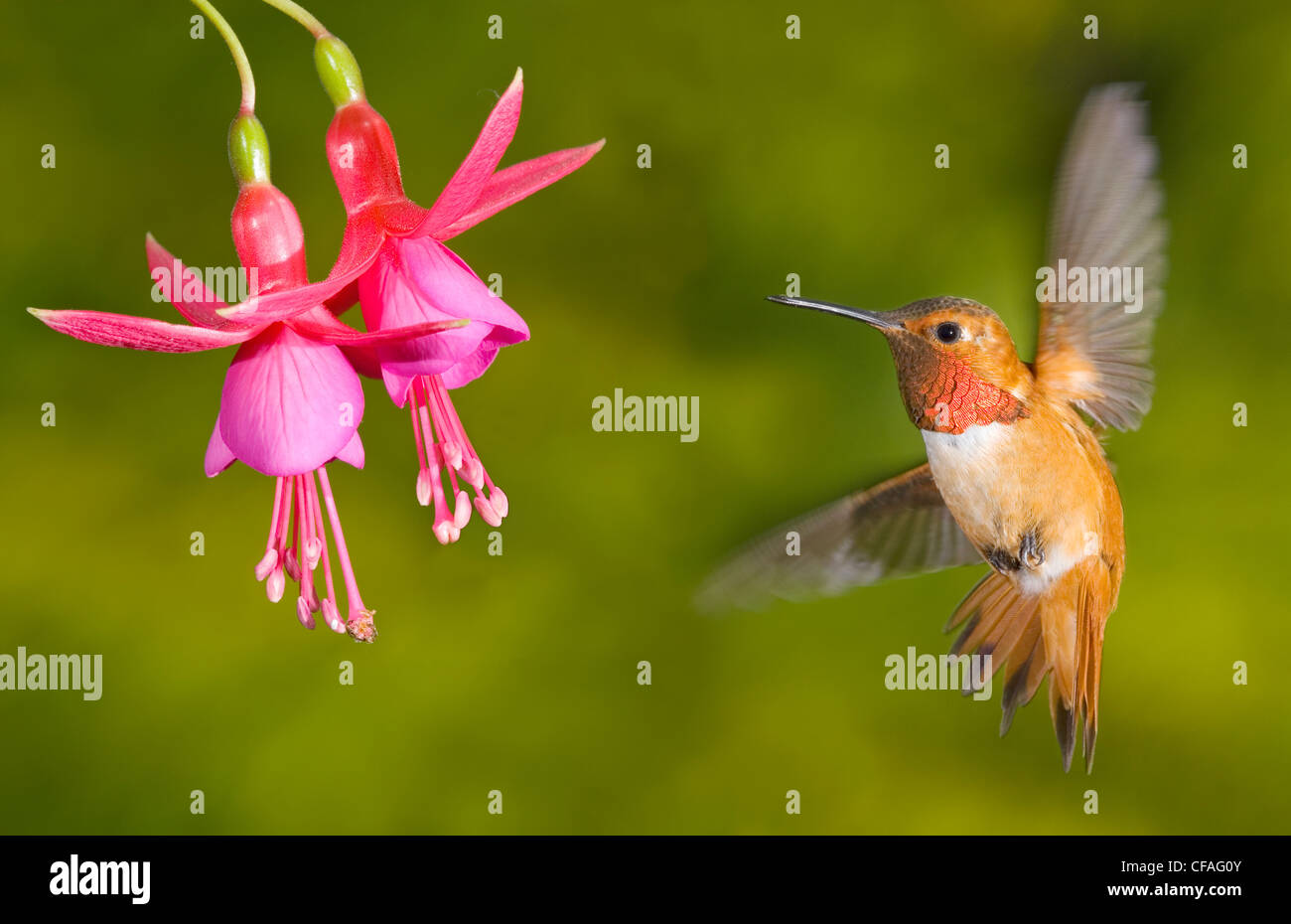 rufous hummingbird (Selasphorus rufus), Canada Stock Photo - Alamy