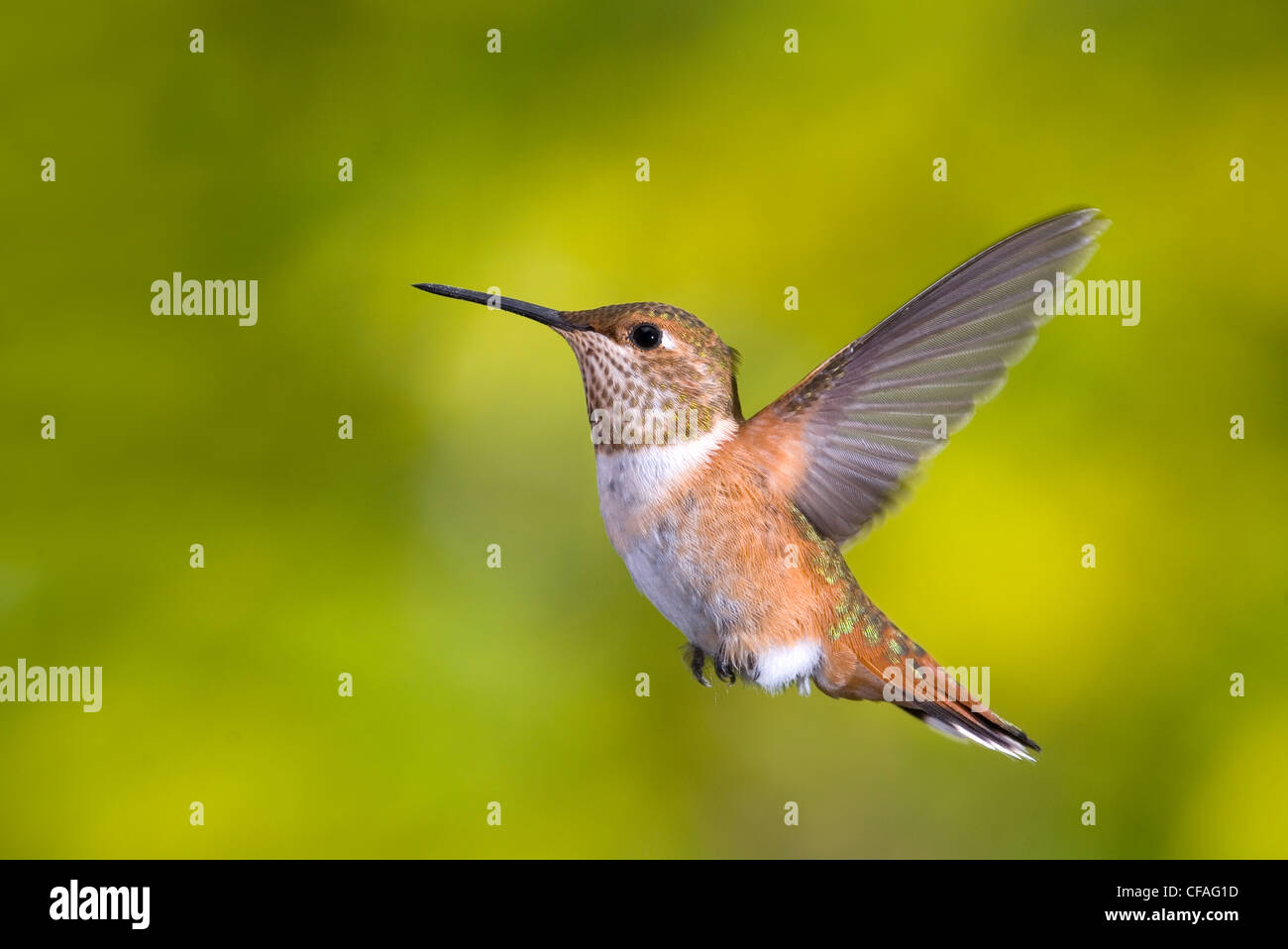 rufous hummingbird (Selasphorus rufus), Canada Stock Photo - Alamy