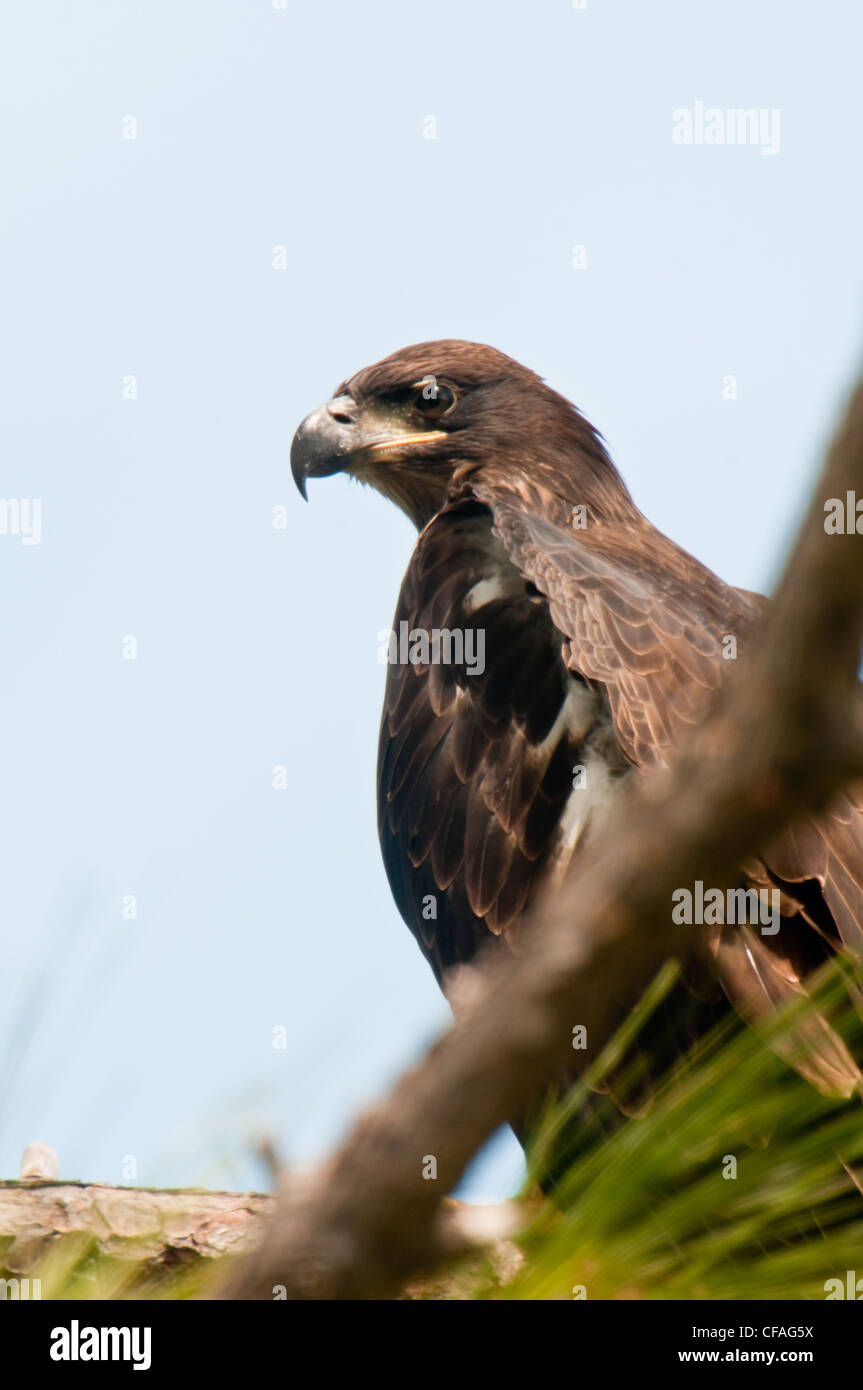 juvenile american bald eagle Stock Photo - Alamy