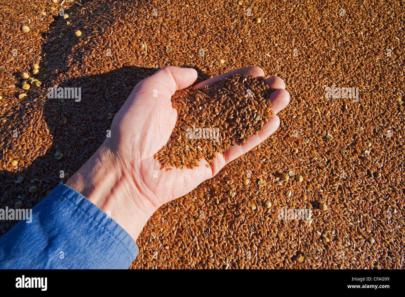 a hand holds flax seed that has been loaded into a farm truck during the harvest, near Lorette
