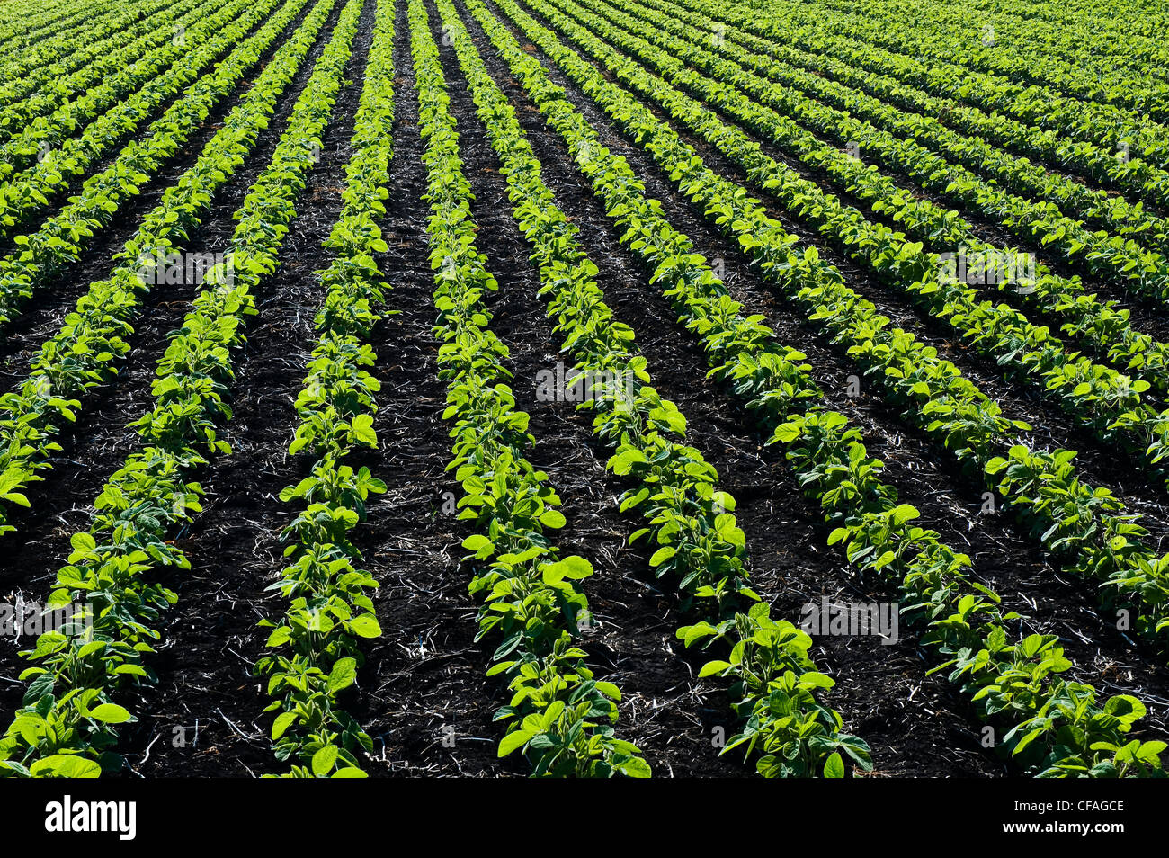 early growth soybean field near Lorette, Manitoba, Canada Stock Photo