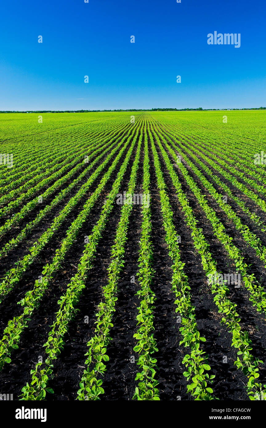 early growth soybean field near Lorette, Manitoba, Canada Stock Photo