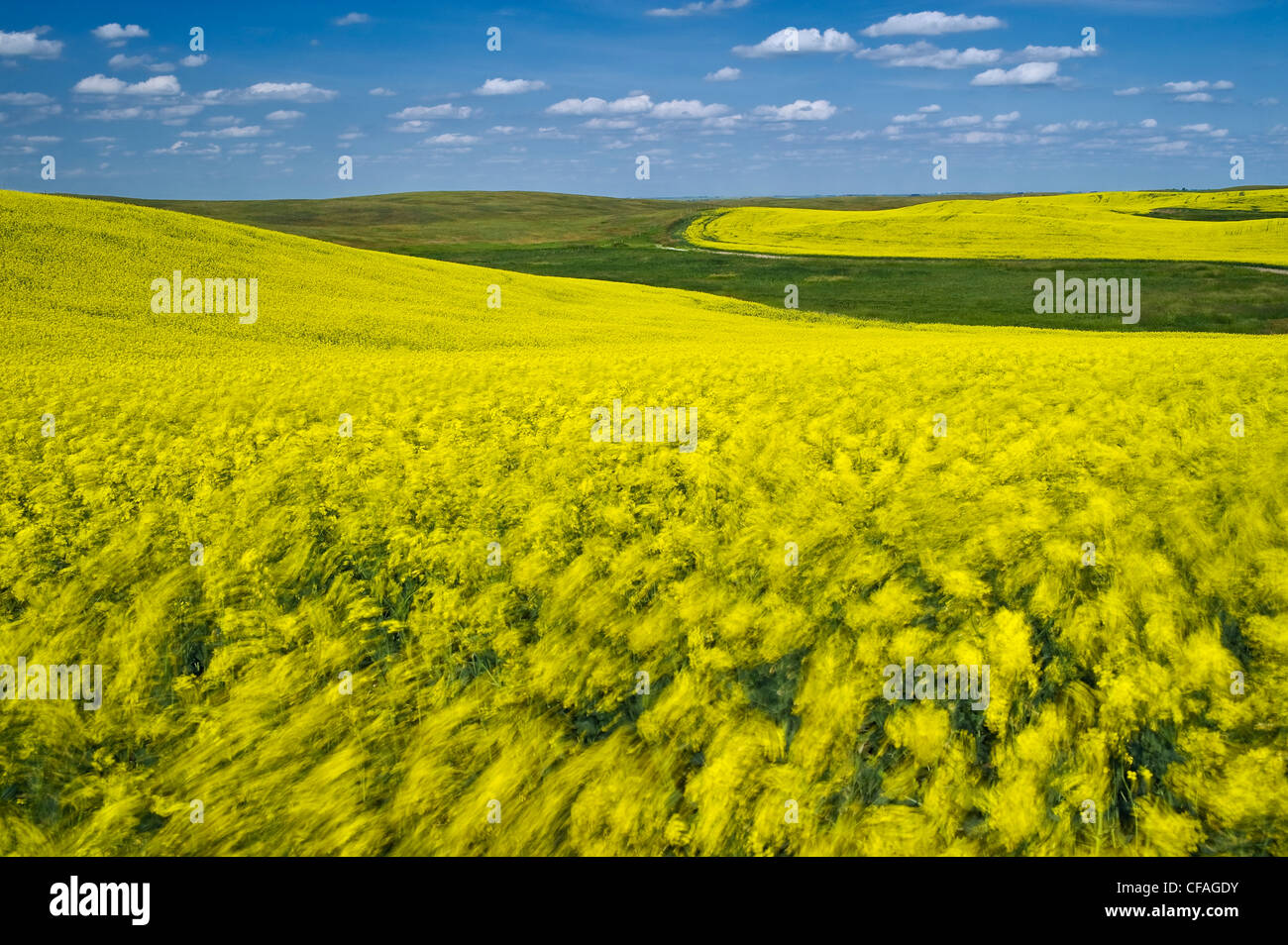 bloom stage wind-blown canola field, near Lake Alma, Saskatchewan, Canada Stock Photo