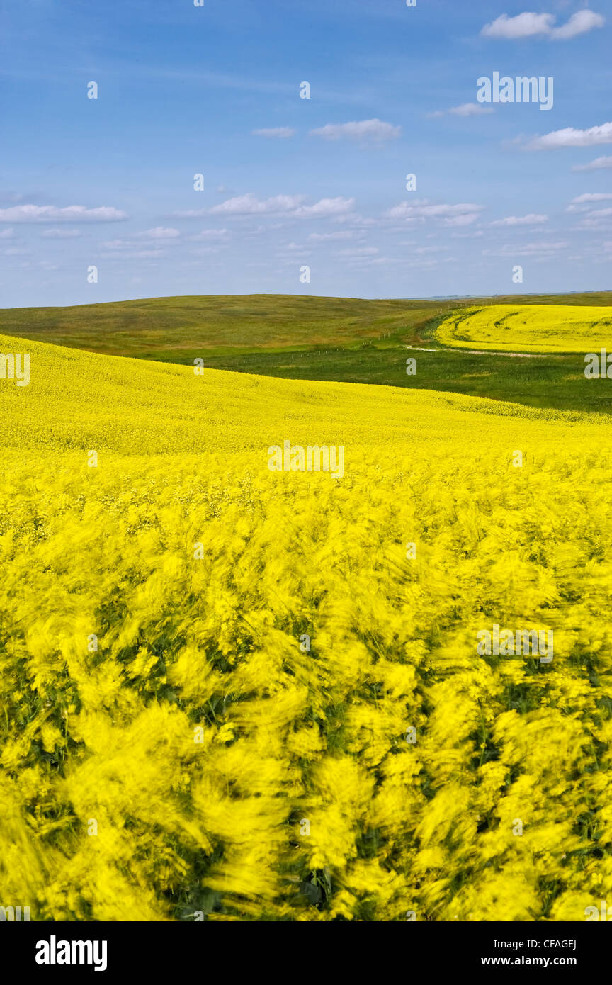 Wind blown bloom stage canola rapeseed field hi-res stock photography ...