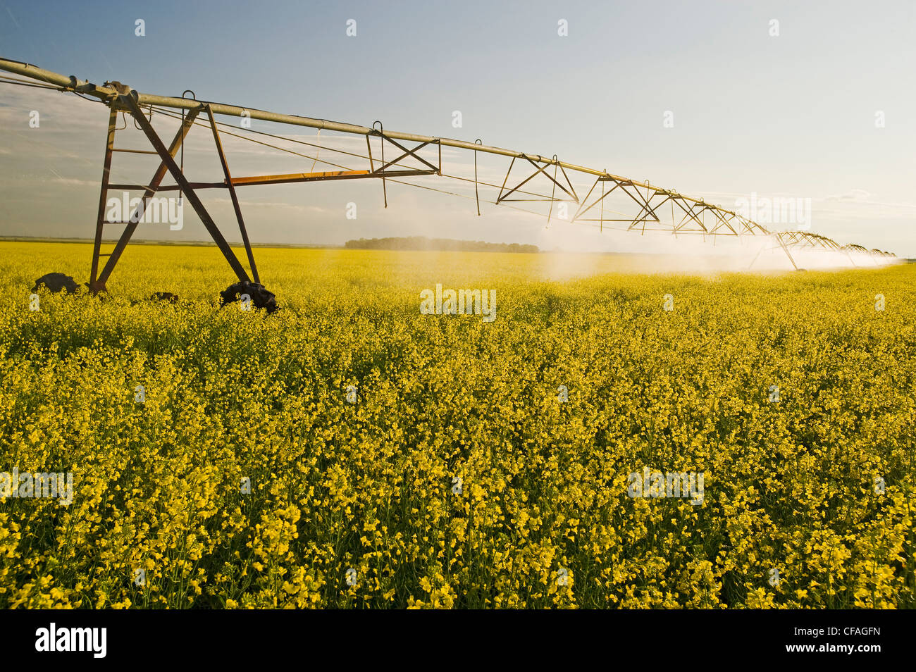 a center pivot irrigation system irrigates bloom stage canola,near Cypress River, Manitoba
