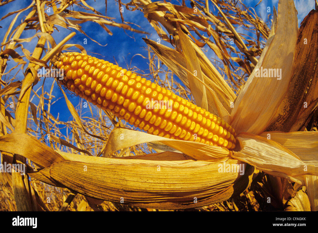 Oakbank manitoba hires stock photography and images Alamy