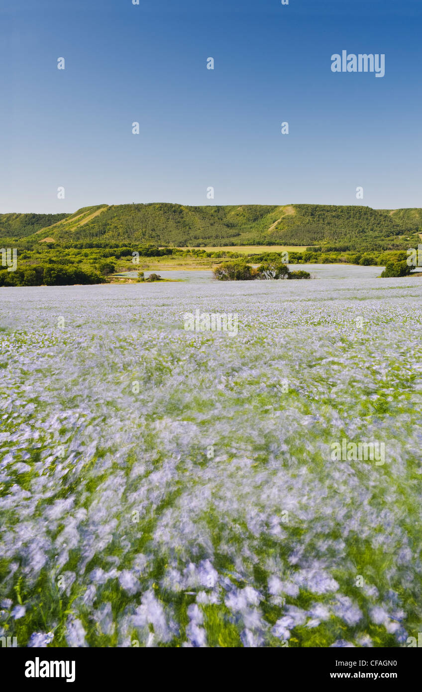 wind-blown flax, Qu´Appelle River Valley, Saskatchewan, Canada Stock Photo