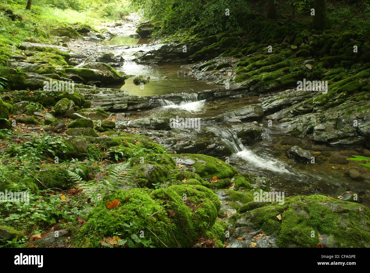 Switzerland, Europe, Ticino, Muggio, Val di Muggio, creek, water, nature, green, waterfall Stock Photo