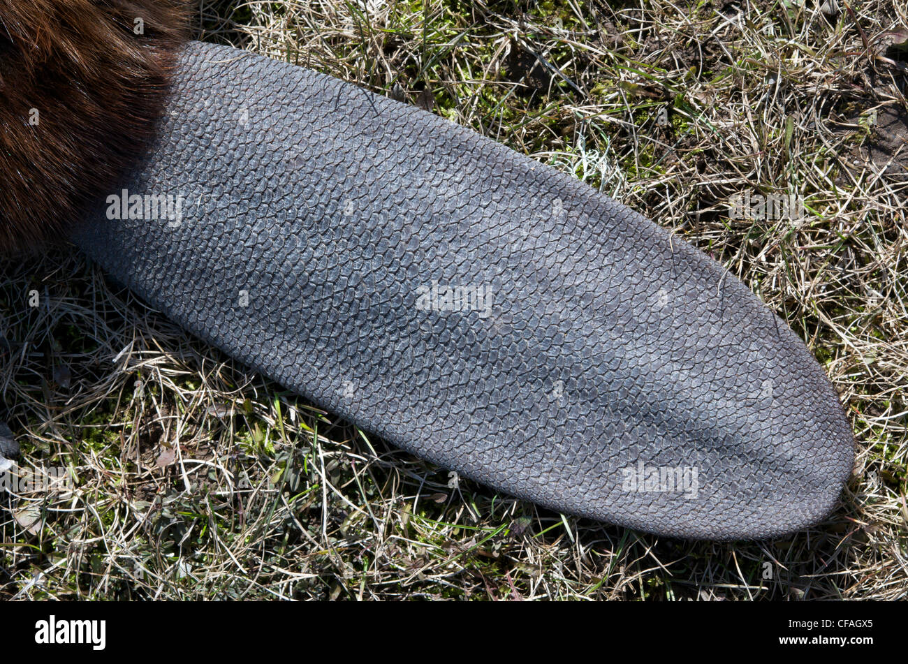 Beavertails High Resolution Stock Photography and Images - Alamy