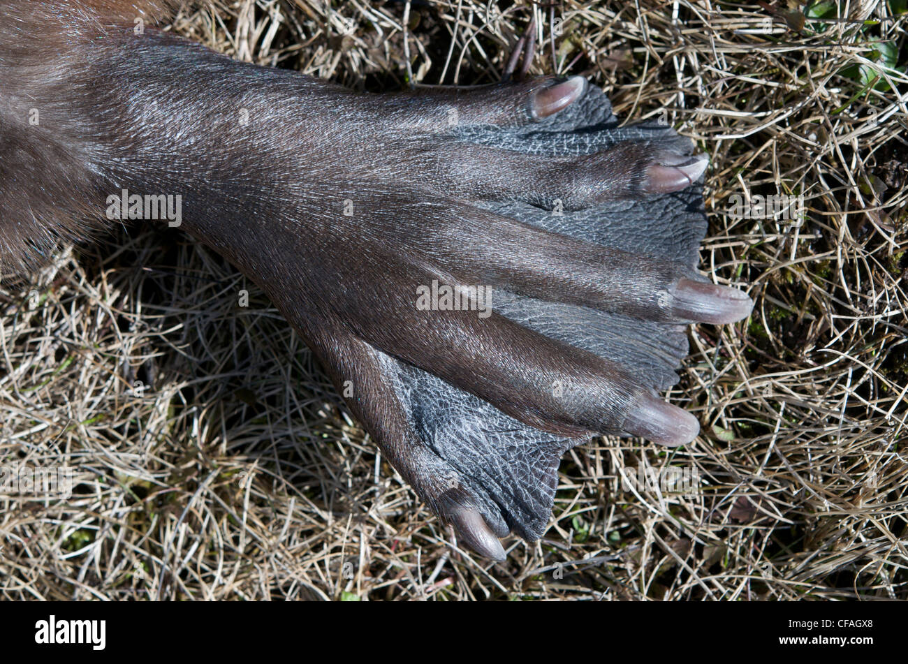 Close-up of beavers webbed foot, or paw adapted for swimming. (Castor canadensis). Northern Ontario, Canada. Stock Photo