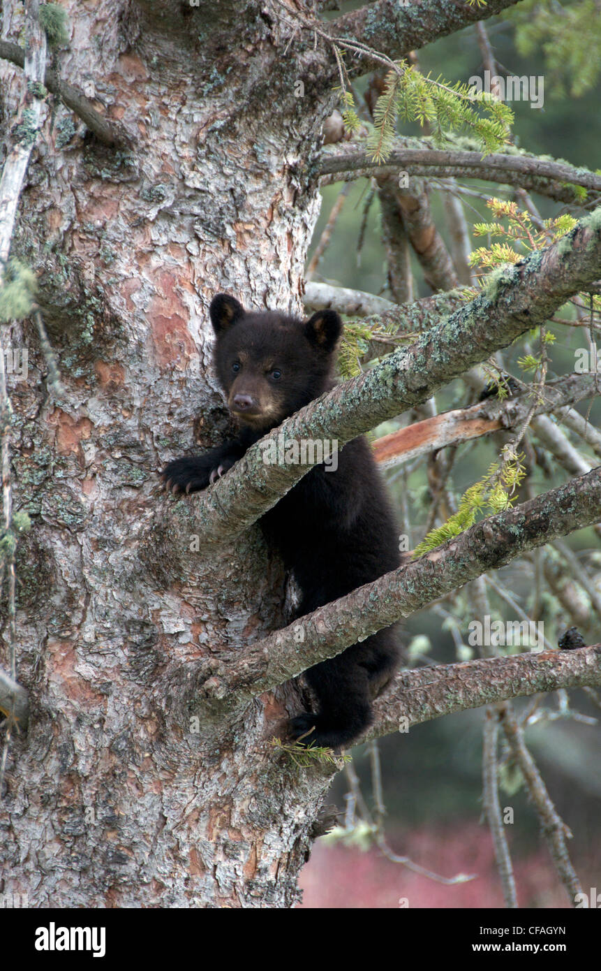 Wild American Black bear cub escaping possible Stock Photo