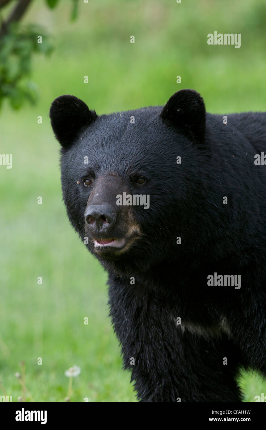 Wild American Black Bear (Ursus americanus) portrait in summer