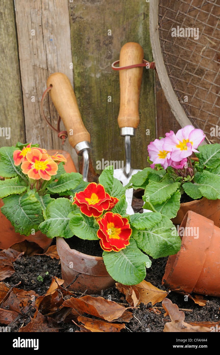 Rustic springtime garden scene with Primroses, terracotta flowerpots and garden tools. Stock Photo