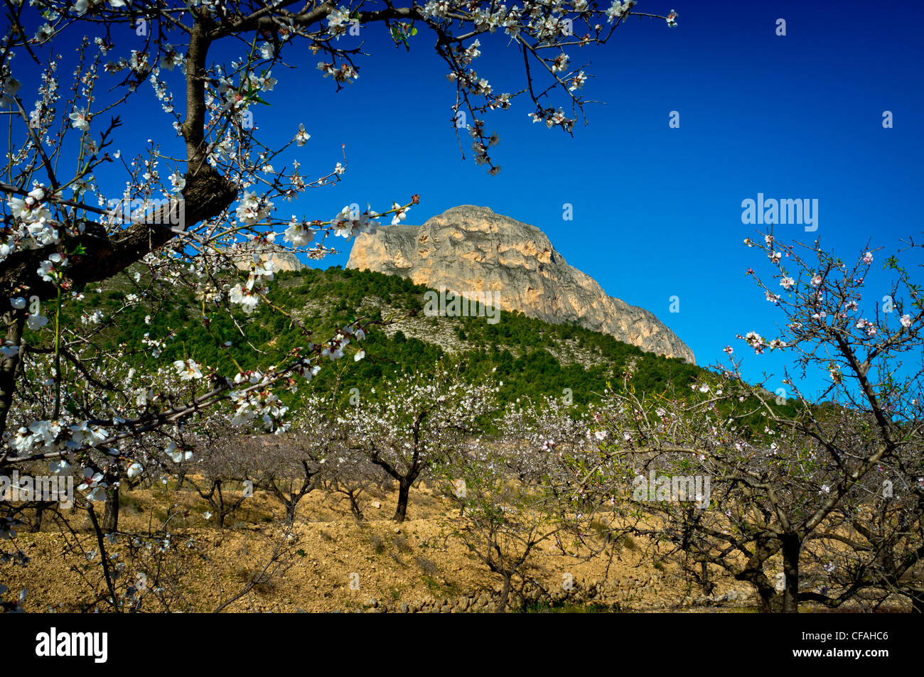 Almond blossoms in Spain with a mountain and blue sky. Stock Photo