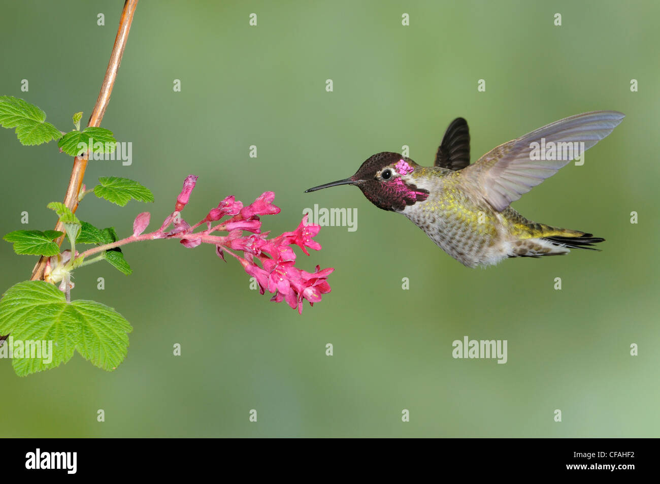 Hummingbird Eating Nectar Stock Photos & Hummingbird Eating Nectar