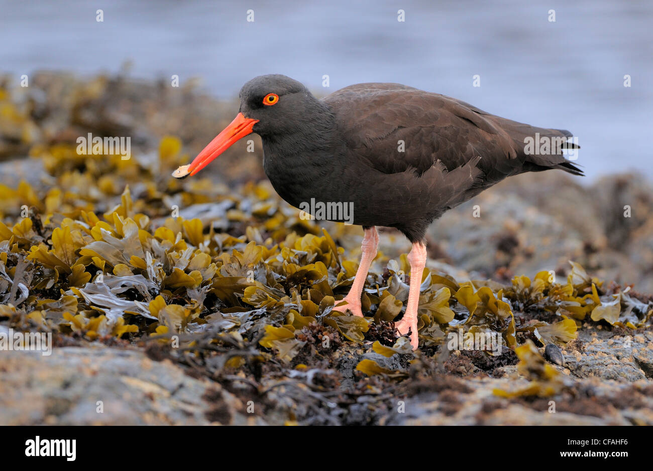 American black oystercatchers canada hires stock photography and