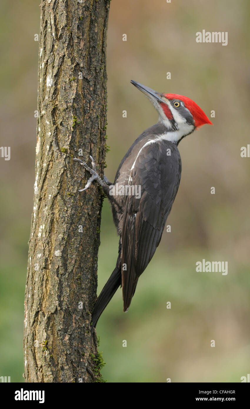 Woodpeckers pecking in tree hires stock photography and images Alamy