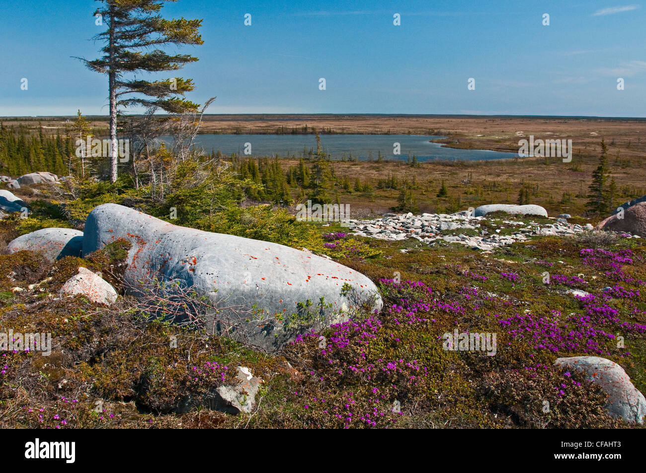 Lapland Rose-Bay (Rhododendron lapponicum) flowers, Churchill, Manitoba, Canada. Stock Photo