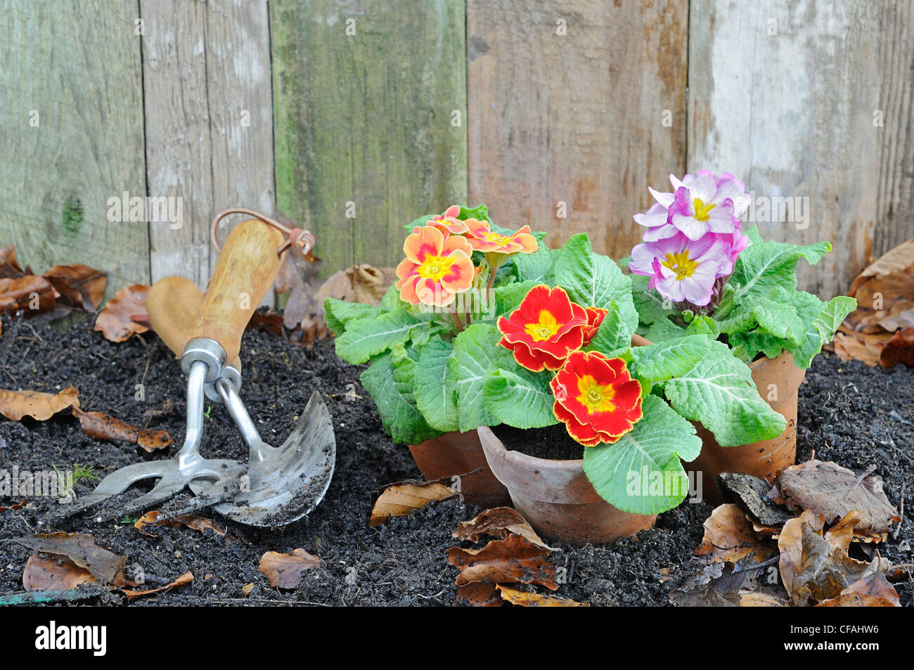 Rustic springtime garden scene with Primroses, terracotta flowerpots and garden tools. Stock Photo