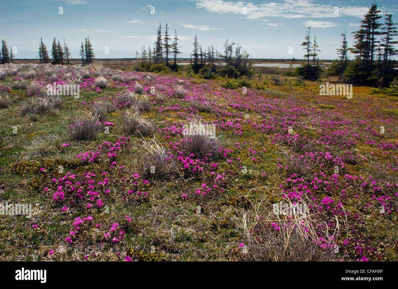 Lapland Rose-Bay (Rhododendron lapponicum) flowers, Churchill, Manitoba, Canada. Stock Photo