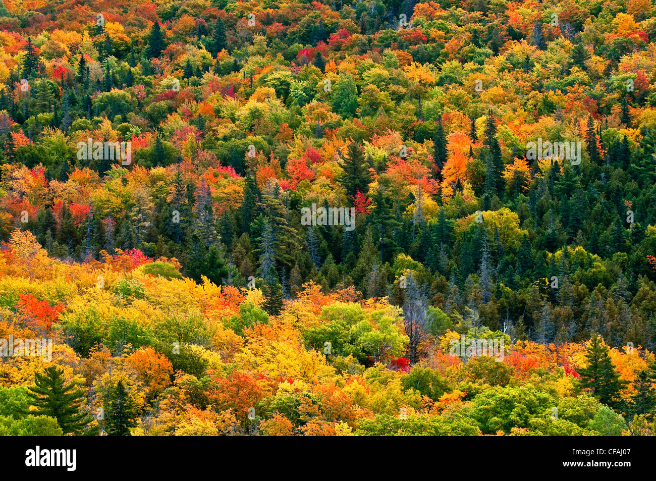 Fall colors near Copper Harbor, Upper Keweenaw Peninsula, Michigan