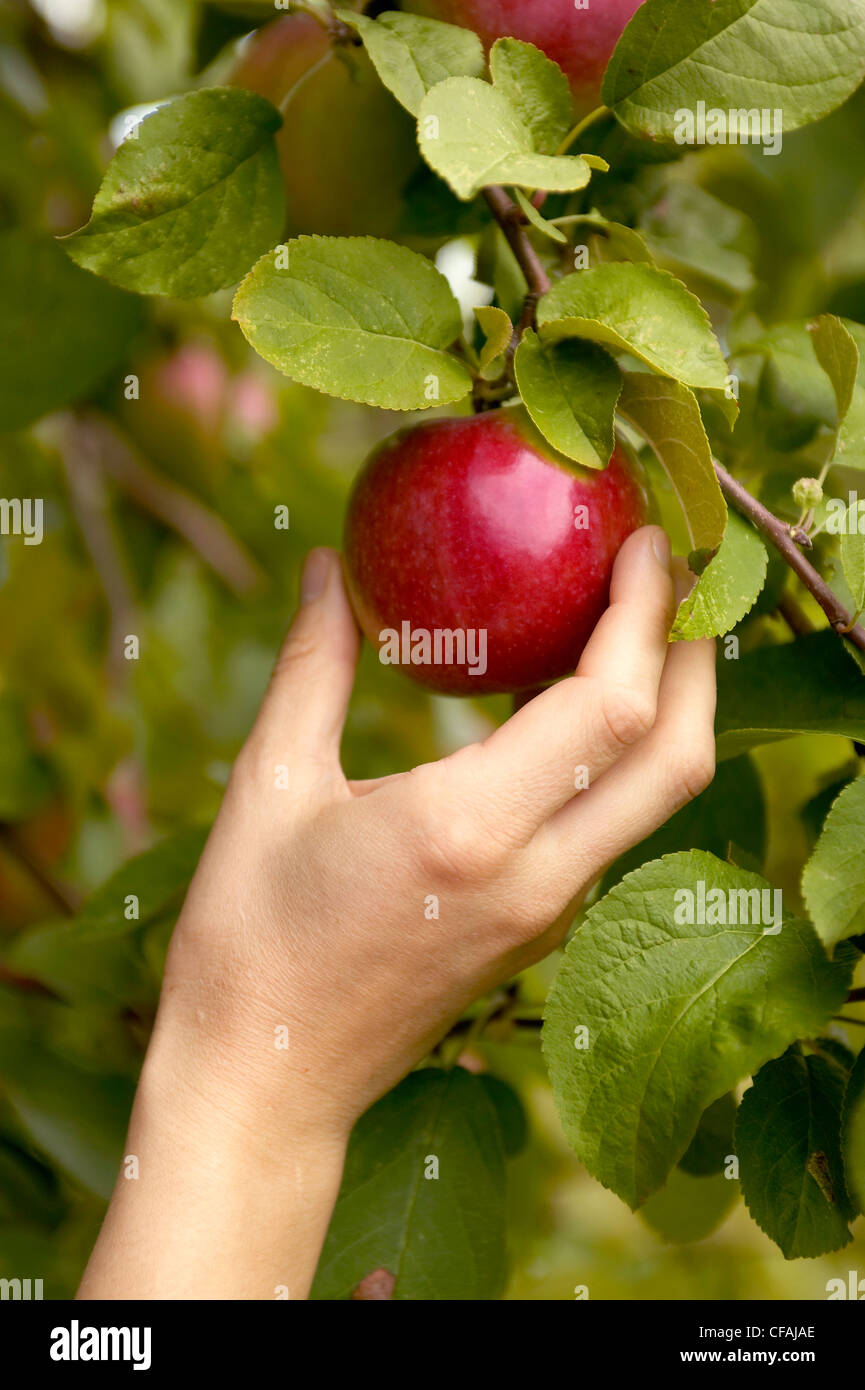 apple picking rougemont abbaye cistercienne, Rougemont, Quebec, Canada