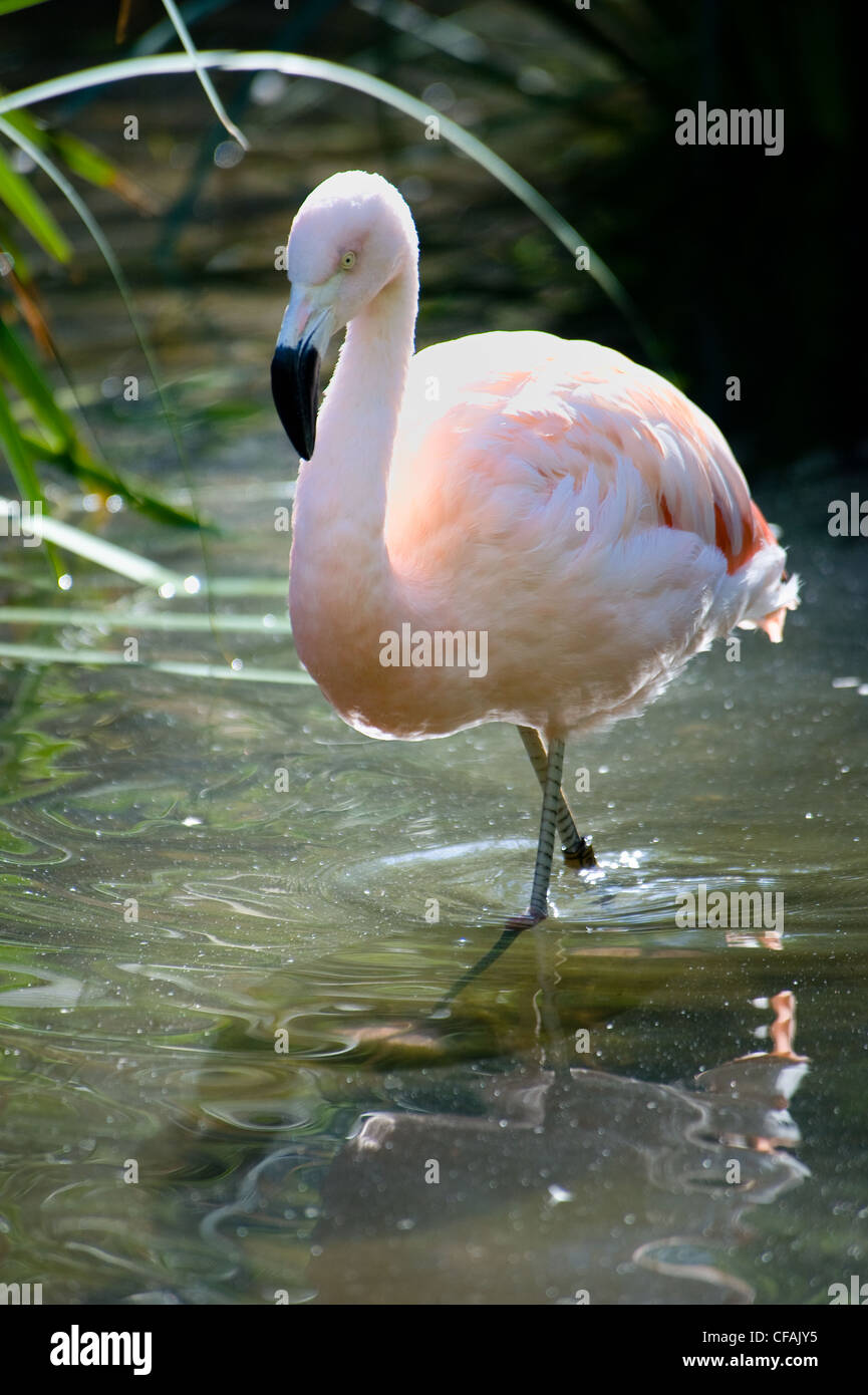 flamingo Stock Photo