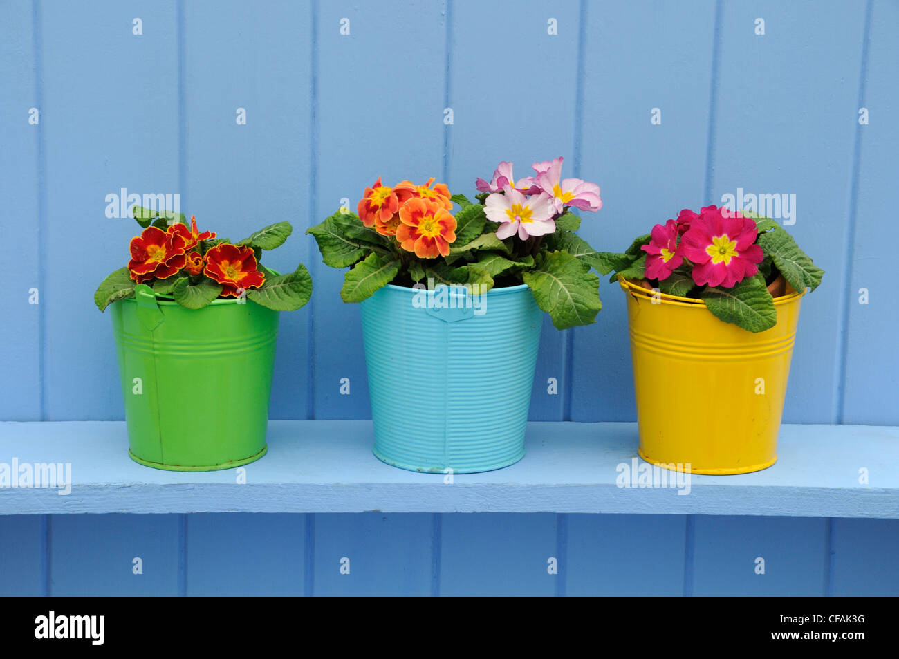 Rustic springtime garden scene with Primroses in colourful buckets on blue shelf. Stock Photo