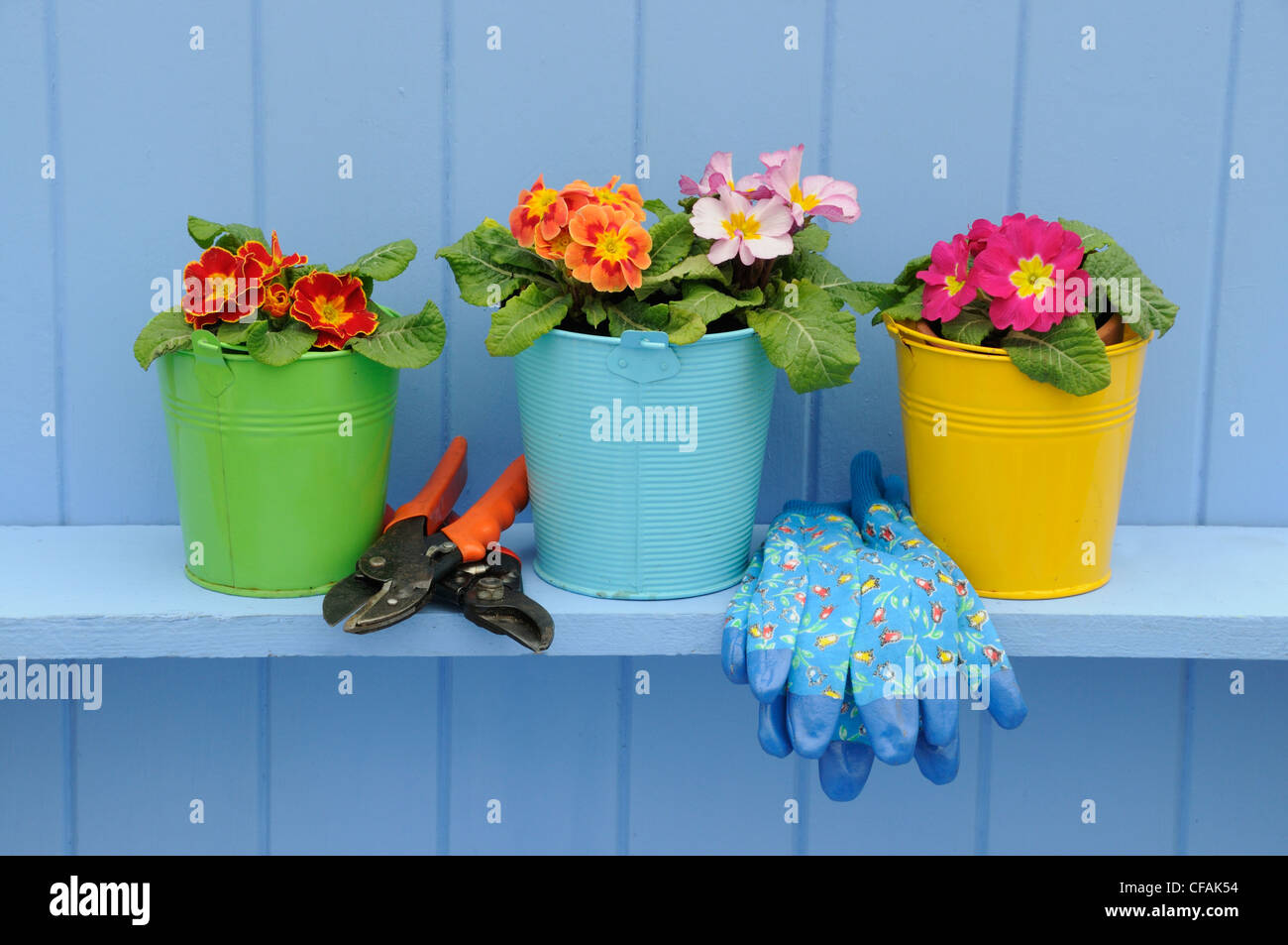 Rustic springtime garden scene with Primroses in colourful buckets on blue shelf. Stock Photo